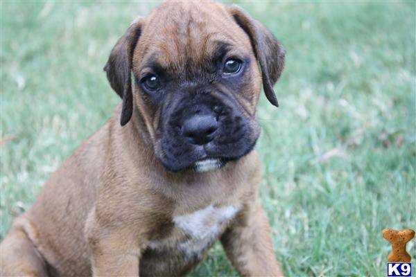 boxer puppy posted by lupita dhennezel